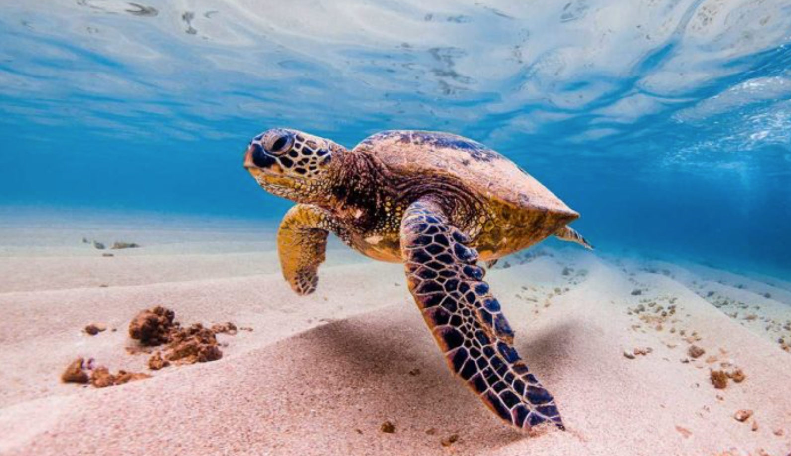 Turismo afecta a la tortuga marina en Oaxaca